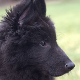 Belgian Sheepdog Puppies from Renee's Belgian Sheepdogs