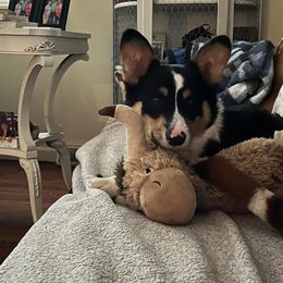 Wyatt - Pembroke Welsh Corgi