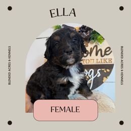 Ella - Tri-color female Bernedoodle puppy in Bellevue, Iowa from Blended Acres & Kennels