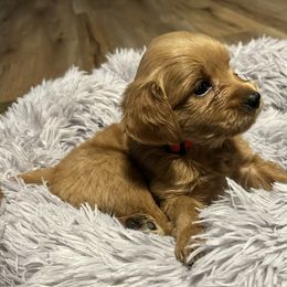Jep - Red  male Goldendoodle puppy in China Grove, North Carolina from Lasting Legacy Family Dogs