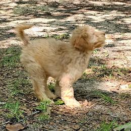 Bernedoodle and Goldendoodle Puppies from Sutton Place Poodles and Doodles