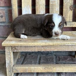 RTF2 - Red tri female Miniature Australian Shepherd puppy in Lexington, Nebraska from Osborne's Aussies