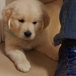 Bumble - Light golden male Golden Retriever puppy in Fowlerville, Michigan from Gratz Kennels