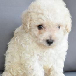 Willow (AKC) - White female Poodle puppy in Rainbow City, Alabama from Misioh Poodles