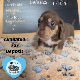 Roam - Chocolate and cream male Dachshund puppy in Hoquiam, Washington from Heyd's Mini Dachshunds