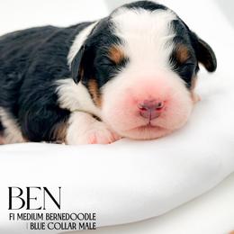 Ben - Tri-color male Bernedoodle puppy in Tipton, Indiana from Country Creek Doodles