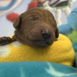 Slinky-yellow collar - Red  male Goldendoodle puppy in Chino Valley, Arizona from Whiskey Row Royals
