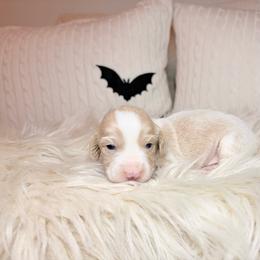 Graham - Cream male Dachshund puppy in Washburn, Tennessee from Clinch Mountain Dachshunds
