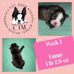 Emmy - Black brindle and white female Boston Terrier puppy in Jupiter, Florida from CJM Boston and Boxer Puppies