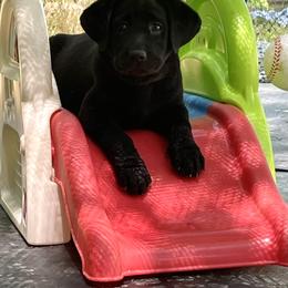Jack Russell Terrier and Labrador Retriever Puppies from Canine Assist