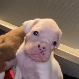 White Female - White female Boxer puppy in Butler, Pennsylvania from Schaible's Boxer Huddle