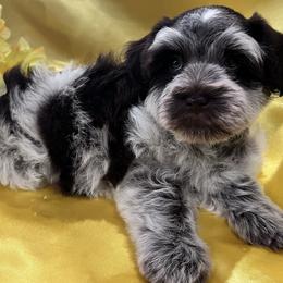 Rosie - Parti female Miniature Schnauzer puppy in San Augustine, Texas from My Little Schnauzer Pals
