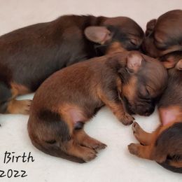 Dachshund Puppies from Riverdox Dachshunds