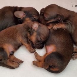 Dachshund Puppies from Riverdox Dachshunds