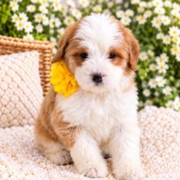 January - Brown and white female Bernedoodle puppy in Diamond Bar, California from Furrytaildoodles