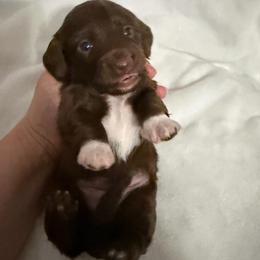 Iris Female 1 AKC - Chocolate female Dachshund puppy in Erie, Michigan from Champagne’s Grinch Toe’d Dachshunds