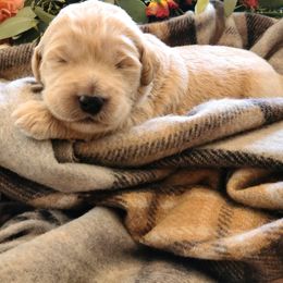 Goldendoodles from Taylored Labradoodles and Goldendoodle's of Michigan