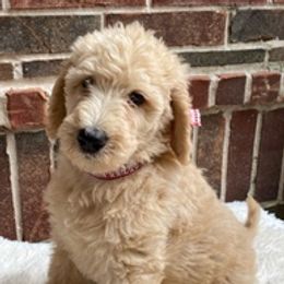 Labradoodles from Faulkner Doodles
