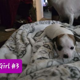 Girl 3 - Chihuahua puppy from Teacup Chihuahuas and Friends