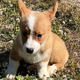 13 red collar - Fawn male Pembroke Welsh Corgi puppy in Port Republic, Maryland from Bestfurends