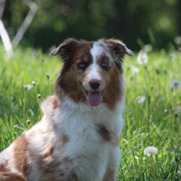 Indie - Miniature Australian Shepherd