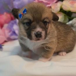 Betsy - Sable female Pembroke Welsh Corgi puppy in Austin, Texas from Cutest Corgi's of Austin