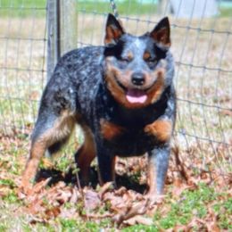 Tori - Australian Cattle Dog