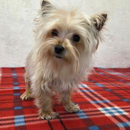 Gizmo TEACUP - Gold male Morkie puppy in Monticello, Iowa from Ashley’s Puppies