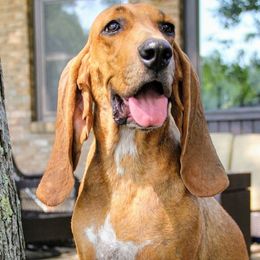 Estrella - Colombian Fino Hound