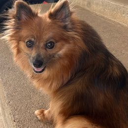 Noel - Pomeranian
