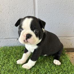 Max - Black brindle and white male Boston Terrier puppy in Alabama from Southern Bulldogs