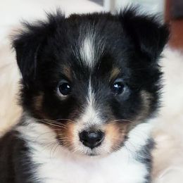 Shetland Sheepdogs and Yorkshire Terriers from Ioney's Southern Paws Shelties, Frenchies, and Yorkies