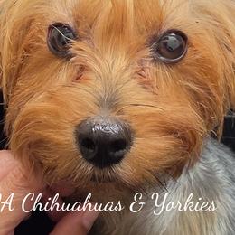 Chihuahuas and Yorkshire Terriers from PWA Chihuahuas & Yorkies