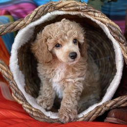 Poodle Puppies from TonKa's Toy & Mini Poodles