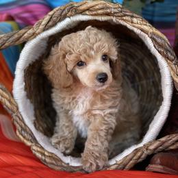 Poodle Puppies from TonKa's Toy & Mini Poodles