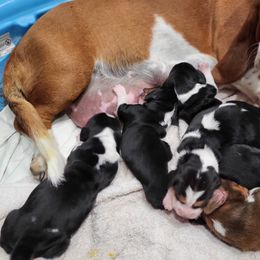 Basset Hound Puppies from Oklahoma Limestone Hounds