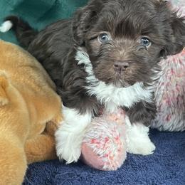 Maisie - AKC - Chocolate female Havanese puppy in Mc Louth, Kansas from Harmony Valley Cavaliers & Havanese