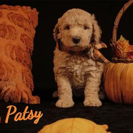 Patsy Cline - Parti female Poodle puppy in Ten Mile, Tennessee from Bella's Beauties Moyen Poodles