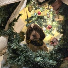 Ebenezer - Liver white and tan male English Springer Spaniel puppy in Cookeville, Tennessee from Krossroads Kennel