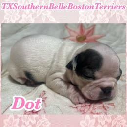 Dot - Black and white female Boston Terrier puppy in Brazos Point, Texas from TX Southern Belle Boston Terriers