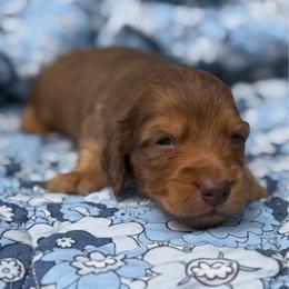 River - Red male Dachshund puppy in Duncanville, Alabama from Bear Creek Dachshunds