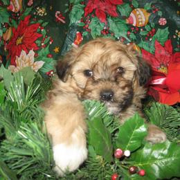 Aussiedoodle and Toy Australian Shepherd Puppies from Booty Shaker Toy Aussies