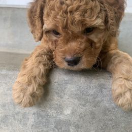 Goldendoodle Puppies from Goldendoodles of Utah County