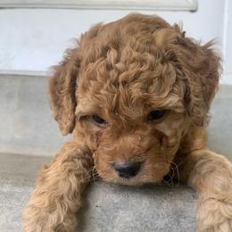 Goldendoodle Puppies from Goldendoodles of Utah County
