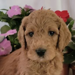 Goldendoodles from Ryan's Goldendoodles
