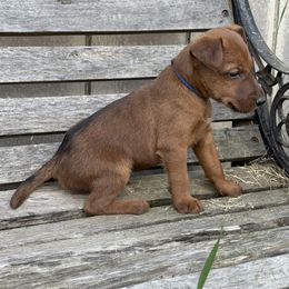 Irish Terrier and Scottish Terrier Puppies from Avonlea Terriers