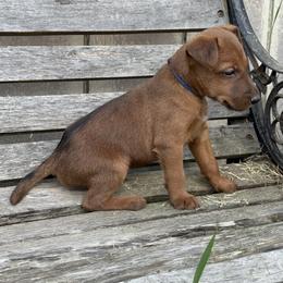 Irish Terrier and Scottish Terrier Puppies from Avonlea Terriers