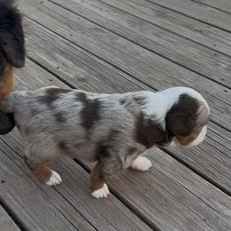 Miniature Australian Shepherd Puppies from Mid-Plains Mini Aussies