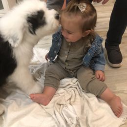 Old English Sheepdog Puppies from Bumblebears Old English Sheepdogs