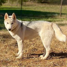 Eden - Siberian Husky